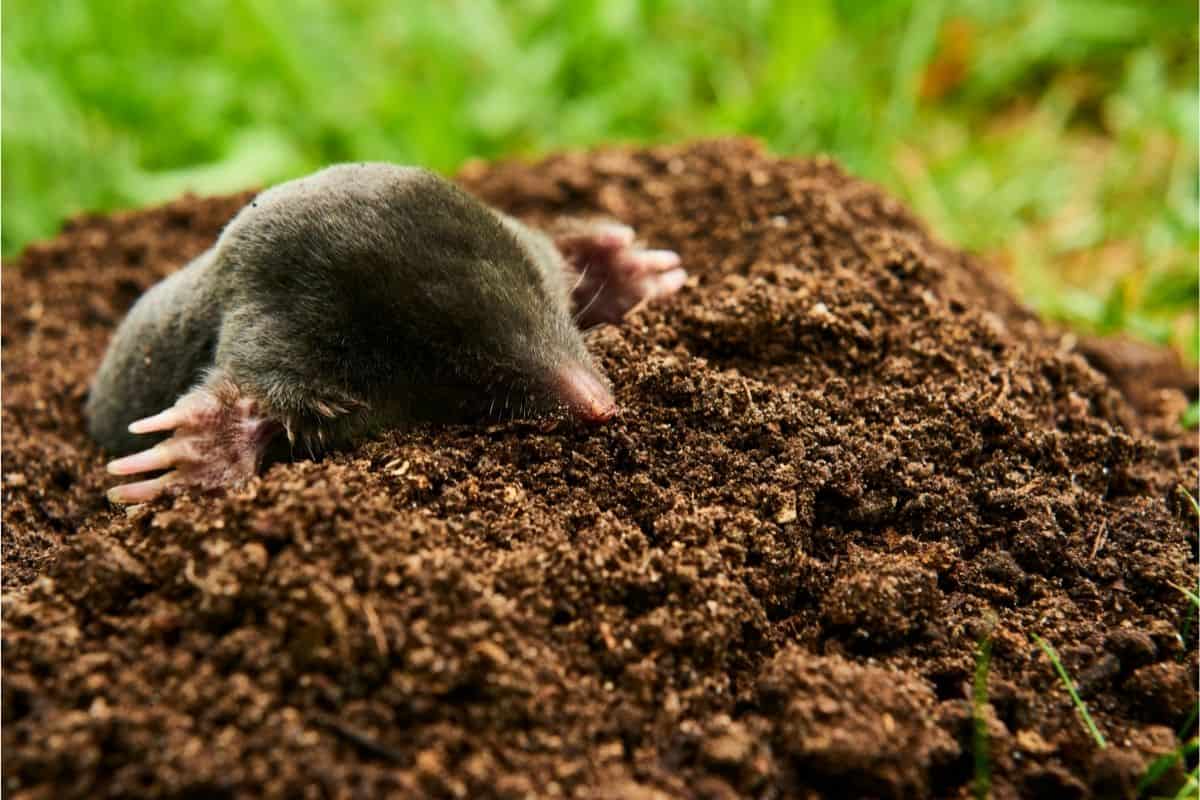 what damage do moles do