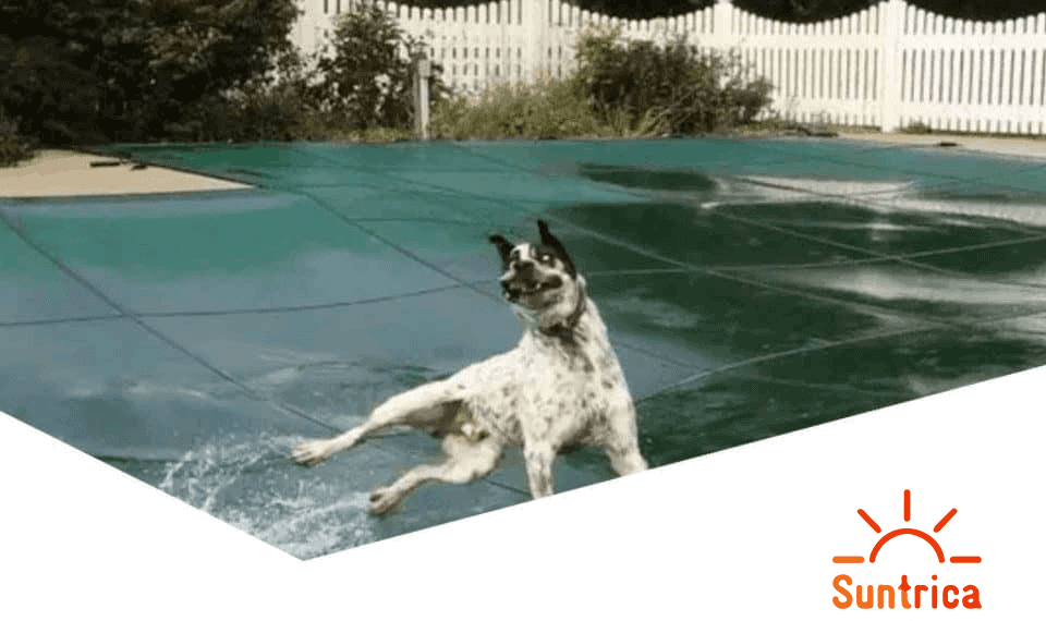 Best Solar Pool Cover for Dogs